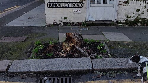 Merton's missing street trees